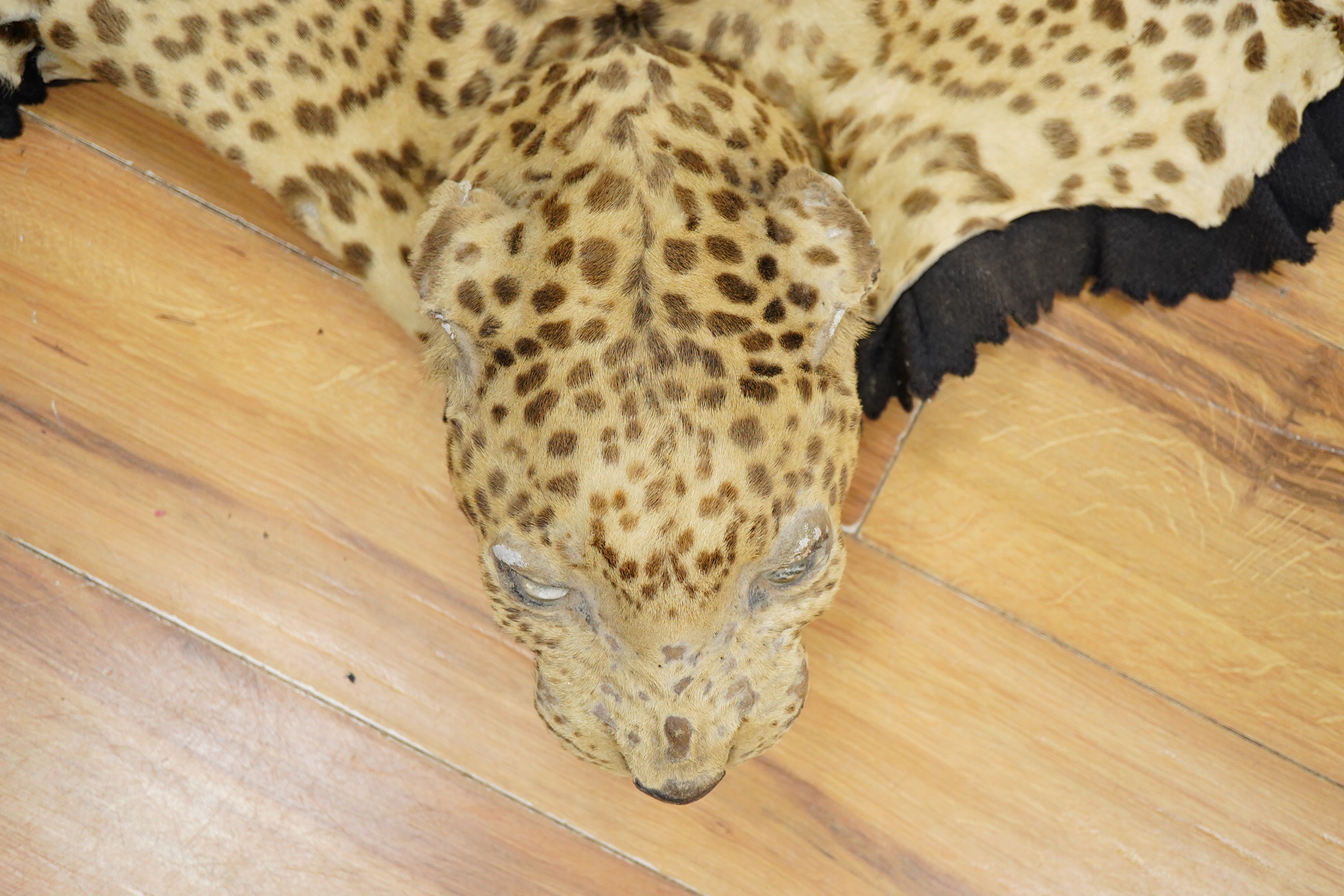 Van Ingham of Mysore. A leopard skin rug